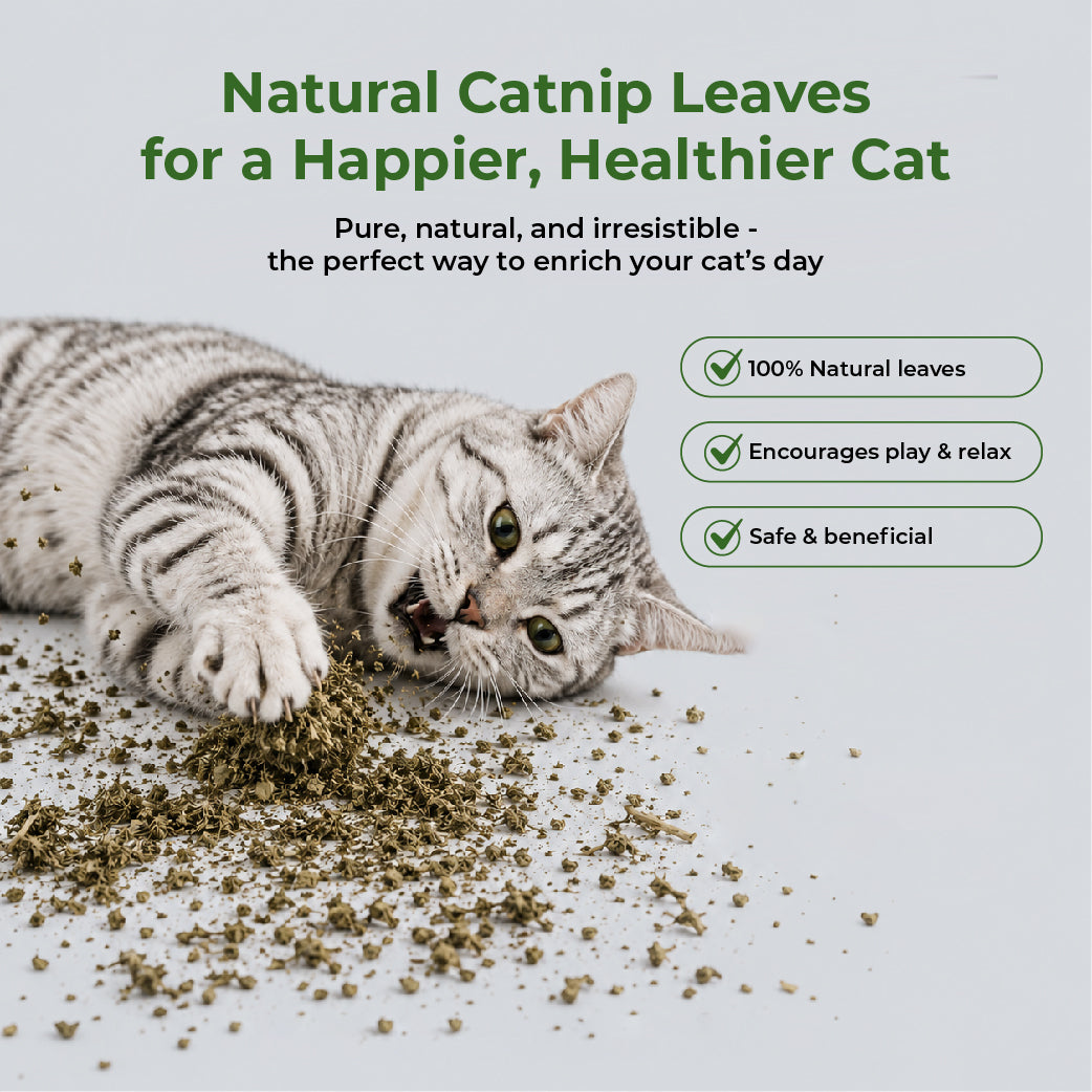 DENTALIGHT Natural Catnip 15g